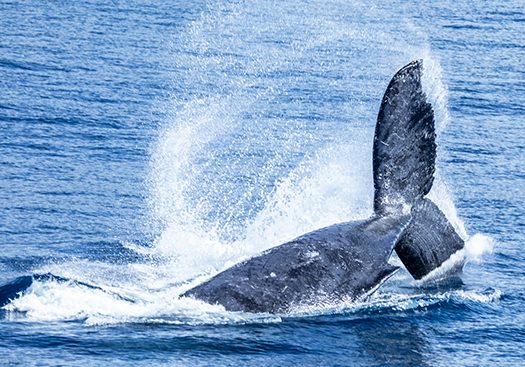Humpback-Whale-Watch-Cruise-01